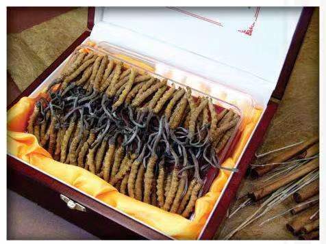 秦州冬虫夏草回收